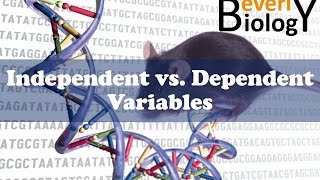 Independent vs Dependent Variables [upl. by Ida]