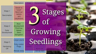 3 Stages of Planting Seedlings for Beginners [upl. by Skylar]