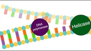 Enzymes in DNA replication [upl. by Yancey]