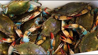 How to Boil Blue Crabs [upl. by Ahsikam53]