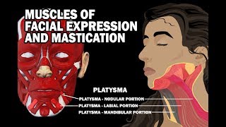 MUSCLES OF FACIAL EXPRESSION AND MASTICATION [upl. by Aneda]