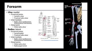 Upper Limb  Bones amp Joints [upl. by Ayikan]