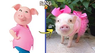 Sing 2 Characters In Real Life [upl. by Adnaw]