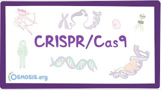 Crispr Cas9 Genome Editing System [upl. by Jacqueline]