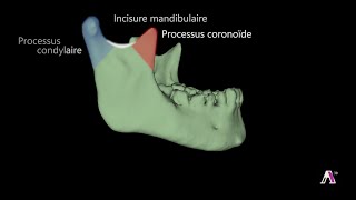 Anatomie de los mandibulaire [upl. by Laina526]