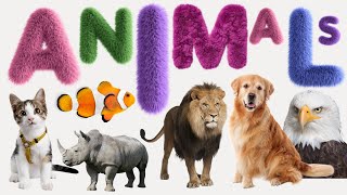 Animal  List of Animals  Name of Animals  500 Animals Name in English from A to Z [upl. by Yotal]