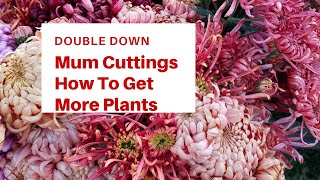 How to double your Fall Mum blooms [upl. by Pratte794]