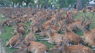 奈良公園 酷暑は鹿さんたちにとっても大変なようです、そして大量の鹿さんが博物館前に [upl. by Ghiselin]