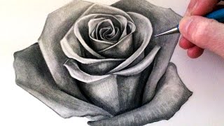 How to Draw a Rose [upl. by Fulks]