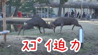 奈良公園 博物館前でオス鹿さんの激しい戦いに出会いました [upl. by Maclean]