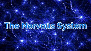 GCSE Biology  The Human Nervous System [upl. by Bridge]