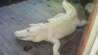 Rare Blue Eyed Albino Alligator [upl. by Nylyaj]