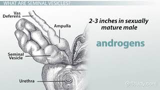 Seminal Vesicles Definition amp Function [upl. by Elicec]