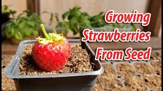 How To Growing Strawberries From Seeds 2019 [upl. by Wilber271]