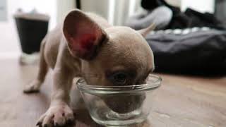 Frenchies First Day Home  Blue Fawn French Bulldog Puppy [upl. by Erasmo]