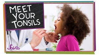 Meet Your Tonsils [upl. by Timms]