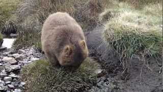 The dancing Wombat [upl. by Accire]