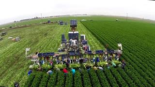 EcoAgHarvester  Celery Harvester [upl. by Nerfe]