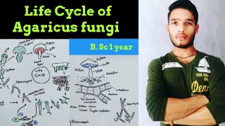 Life cycle of Agaricus [upl. by Eb]