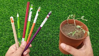 SEED PENCILS  Plantable  How to Propagate a Pencil Plant [upl. by Snashall474]