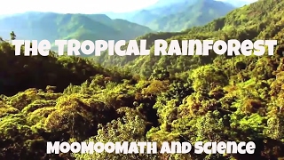 The Tropical Rainforest Biome Facts [upl. by Roselle955]