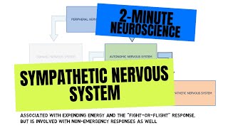 2Minute Neuroscience Sympathetic Nervous System [upl. by Metabel]