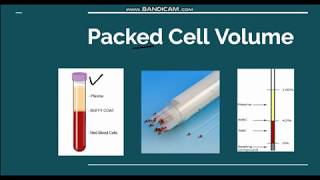 Packed cell volume Hematocrit [upl. by Sumetra767]