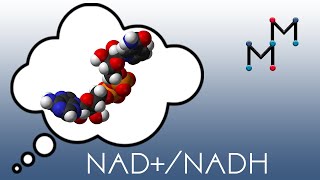 NADNADH Mechanism amp Coenzyme Chemistry [upl. by Erasmo]