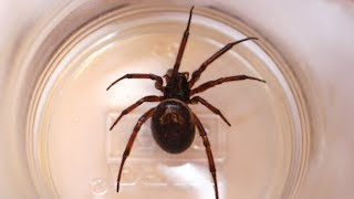 False widow spiders what you need to know [upl. by Anelam]