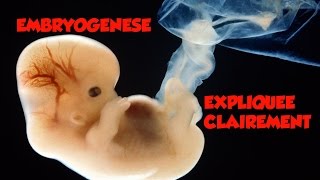 🔴 Dr Astuce  EMBRYOLOGIE EXPLIQUEE CLAIREMENT [upl. by Dionne]