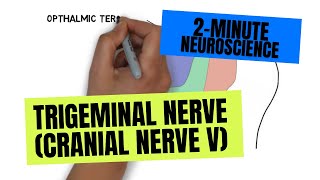 2Minute Neuroscience Trigeminal Nerve Cranial Nerve V [upl. by Drahser624]