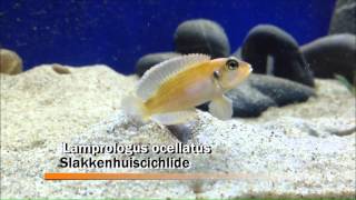 50 bekende vissen voor tropisch aquarium [upl. by Nauqel222]