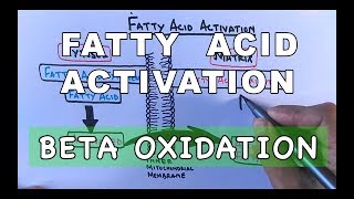 Fatty Acid Activation  Beta Oxidation Part I [upl. by Eciram]