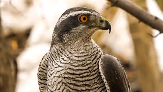 Falconry Introduction to Goshawks [upl. by Posner]