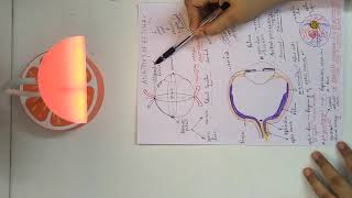 Anatomy of retina refak khurana [upl. by Wildon]