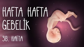 Hafta Hafta Gebelik 38 hafta [upl. by Raouf]