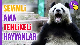 Sevimli Ama Tehlikeli 8 Hayvan  Hayvanlar Alemi  Aklında Olsun  Hayvan Videoları [upl. by Howey764]