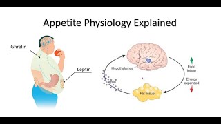 Appetite Ghrelin and Leptin Explained [upl. by Adalheid850]