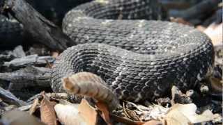 Arizona Black Rattlesnake [upl. by Bornie]