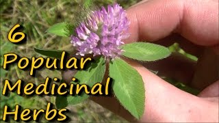 6 Popular Medicinal Plants amp Herbs [upl. by Leticia]