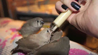 Handfeeding 10 Zebra Finch babies [upl. by Tamar]