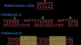 Restriction Enzymes Restriction Endonucleases [upl. by Stafford]