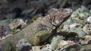 Green Iguana Epic Journey  Wild Caribbean  BBC Studios [upl. by Lewison]