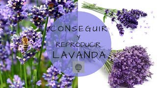 COMO CONSEGUIR GRATIS Y GERMINAR SEMILLAS DE LAVANDA  REPRODUCCION POR SEMILLAS [upl. by Llennaj199]