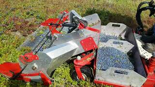 Wild Blueberry harvester [upl. by Markowitz]