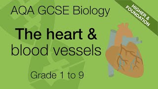 AQA GCSE Biology The Heart and Blood Vessels Explained  GCSE 91 Revision [upl. by Stevena]