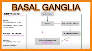 Basal Ganglia Direct vs Indirect Pathways [upl. by Meeharbi]