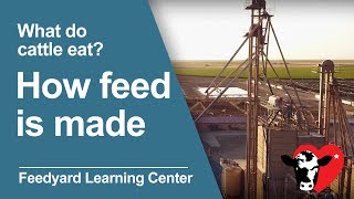 What Do Cattle Eat How Feed is Made [upl. by Ridgley]