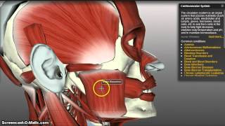 Muscles of Mastication [upl. by Nnaeirelav]