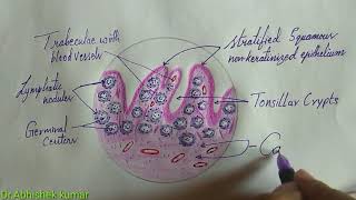 Histology of Lingual tonsil  Shotgun Histology [upl. by Meda]